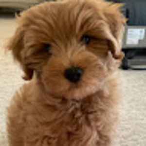 Meet your Posher, Leah